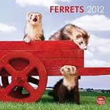 Ferrets 2012 Square 12X12 Wall Calendar (Multilingual Edition)