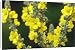 Canvas Prints of Yellow flowers of Verbascum thapsus, Great Mullein from ArcticPhoto