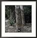 Para Rubber Tree (Hevea Brasiliensis) Brazil Framed Photographic Poster Print, 25x25