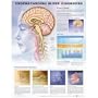 Understanding Sleep Disorders Anatomical Chart