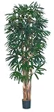 Raphis Palm Silk Tree 7 &acute; ft - B001DQF47O