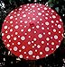 Quasimoon PaperLanternStore.com 32 Inch Red Polka Dot Paper Parasol Umbrella