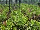 IMAGE OF Slash Pines and Saw Palmettos in Floridas Freshwater Marsh Premium Photographic Poster Print by Klaus Nigge, 30x40