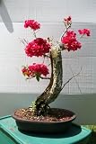 M&M BONSAI MONSTER BOUGAINVILLEA BONSAI TREE