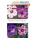 Hardy Geraniums (Wisley Handbooks)