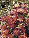 Baby Bloomer (own root) (Rosa Miniature) - Bare Root Rose