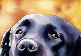 Black Lab Dog Art Print Signed by Artist DJ Rogers