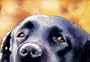 "Black Lab" Dog Art Print Signed by Artist DJ Rogers