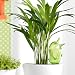 Bild: Scheurich Wasserspeicher B�rdy gro� gr�n