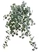 19 Creeping Fig Hanging Bush x17 w/285 Lvs. Green Frosted (Pack of 6)