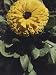 Close-Up of a Pot Marigold Flower (Calendula Officinalis) Photographic Poster Print by A. Moreschi, 18x24