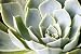 Succulents - 24