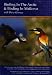 Birding in Mallorca (PC)