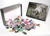 Photo Jigsaw Puzzle of Florida panther, from Danita Delimont