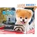 Boo: Little Dog in the Big City