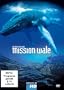 Mission Wale