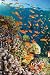 Tropical Waterworld (Fish & Coral) Art Poster Print - 24 X 36
