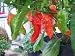 Bhut Jolokia-Ghost Chile 10+ Seeds