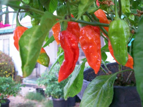 Bhut Jolokia-Ghost Chile 10+ Seeds