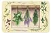 Lavender Herbs Surface Saver 3CB 1020