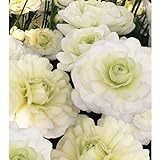 切り花向きラナンキュラス：エスピノホワイト2球入り 2袋セット