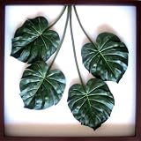 F-style リーフパネル・1040x1040x80mm　Monstera deliciosa