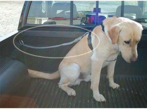 The Doggie Catcher for Trucks