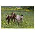 Horses In a Field by Cary Hahn