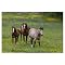 Horses In a Field by Cary Hahn