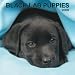 Labrador Retriever Puppies, Black 2009 Square Wall Calendar