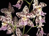Wilsonara Vernal Aura orchid Near Blooming Size