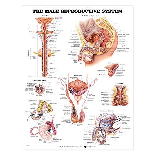 Anatomical Chart Company 1587790300 Chart Male Rep. Lam 20x26 N/RIGID EA