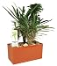 DuneCraft Plant Cubes - Madagascar Palms
