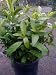 Night Blooming Jasmine Plant