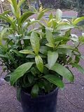 Night Blooming Jasmine Plant -- 6 by 6 Inch Container