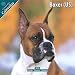 boxer9 - Boxer 2010 Wall Calendar 12 X 12