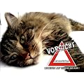 T�rschild FunSchild SE763 DIN A4 laminiert ACHTUNG Katze Norwegische Waldkatze