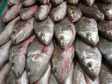 Fresh Virginia Sea Croaker4 lb.