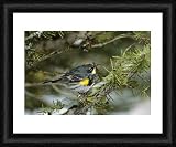 Yellow-rumped / Audubons Warbler - Framed Print 10x8 (25x20cm) by Ardea