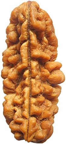 1 Mukhi Rudraksha India CERTIFIED 38.65mm | COLLECTOR 4.99gms One Face Rudraksh Bead