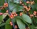 'Southern Gentleman' Winterberry Holly - Ilex