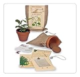 Schwarzerle - Pflanze einen Baum!
