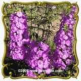 Wild Sweet William (Phlox maculata) Jumbo Wildflower Seed Packet - 100 Seeds