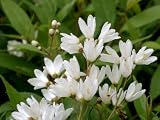 51Xk6qpnb%2BL. SL160  Nikko Deutzia