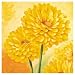 Yellow Marigold by Susanne Bach Art Print Poster - FRAMED