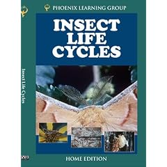 Insect Life Cycles (Home Use)