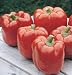David's Red Hybrid Sweet Bell Pepper Red Knight (Capsicum annuum) 20 Seeds per Packet