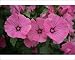 Photographic Prints of Lavatera trimestris Silver Cup from Ros Drinkwater