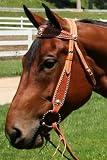 Buckaroo Collection Browband Headstall USA Leather Floral Tooled