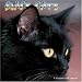 Black Cats 2008 Wall Calendars